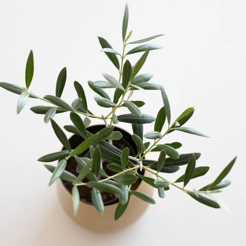 Olive Live Plant (Olea europaea) Tropical Aceituna Tree 10-18 inches Tall - Image 5