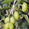 Olive Live Plant (Olea europaea) Tropical Aceituna Tree 10-18 inches Tall - Image 1