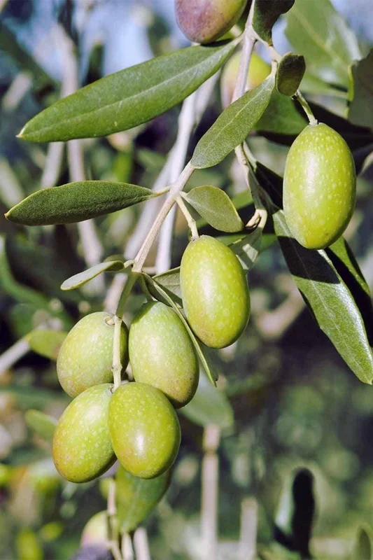 Olive Live Plant (Olea europaea) Tropical Aceituna Tree 10-18 inches Tall - Image 1