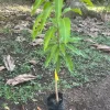 Osteen Mango Tree Live Plant - Grafted Tropical Fruit Tree 3-4ft Tall - Image 1
