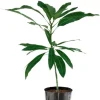 Osteen Mango Tree Seedling - Tropical Fruit Live Plant (10-24in) Outdoor - Image 1