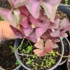 Oxalis Triangularis Live Plant - Purple Shamrock, Indoor & Outdoor - Image 1