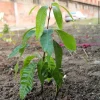 Palmer Mango Tree Live Plant 10-24in Tall - Sweet Fruit Tropical - Image 1