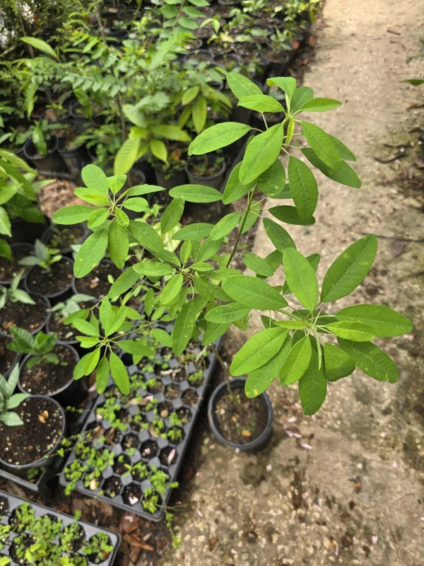 Pascuita Live Plant (Euphorbia leucocephala) - White Poinsettia Shrub - Image 2