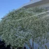 Pascuita Live Plant (Euphorbia leucocephala) - White Poinsettia Shrub - Image 1