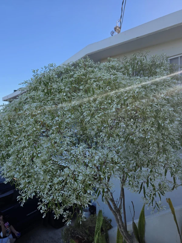 Pascuita Live Plant (Euphorbia leucocephala) - White Poinsettia Shrub - Image 1