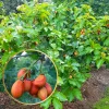 Peanut Butter Fruit Tree Live Plant (Bunchosia Glandulifera) - 2-3ft Tall - Outdoor - Image 1