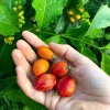 Peanut Butter Fruit Tree Live Plant (Bunchosia Glandulifera) - 12-20 inch Tall - Image 1