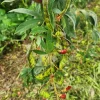 Pigeon Pea Seeds – Shrubby Legume for Edible Gardens & Healthy Harvests - Image 1
