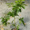 Pinkerton Avocado Live Fruit Tree - Grafted Persea Americana - 30-48 inch Tall - Image 1