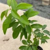 Pinkerton Avocado Tree Live Plant - Grafted Fruit Tree (1-2ft) - Outdoor - Image 1
