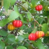 Pitanga Surinam Cherry Live Fruit Tree (Eugenia uniflora) 12-18 inch Outdoor - Image 1