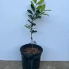 Pitomba Eugenia luschnathiana Live Fruit Tree – 2 Ft Tall Plant – Outdoor - Image 1
