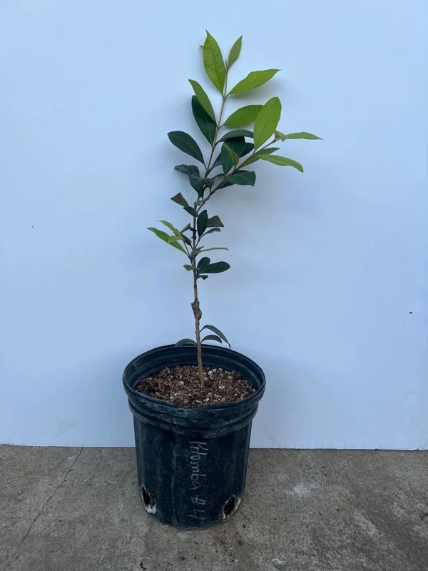 Pitomba Live Fruit Tree - Eugenia luschnathiana 12-24 inch Tall - Image 3