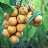 Pitomba Live Fruit Tree - Eugenia luschnathiana 12-24 inch Tall - Image 1