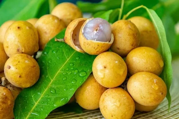 Pitomba Live Fruit Tree - Eugenia luschnathiana 12-24 inch Tall - Image 5