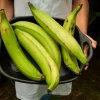 Plantain Live Fruit Plant - Musa paradisiaca - 10-18 inch Tall Seedling - Image 1
