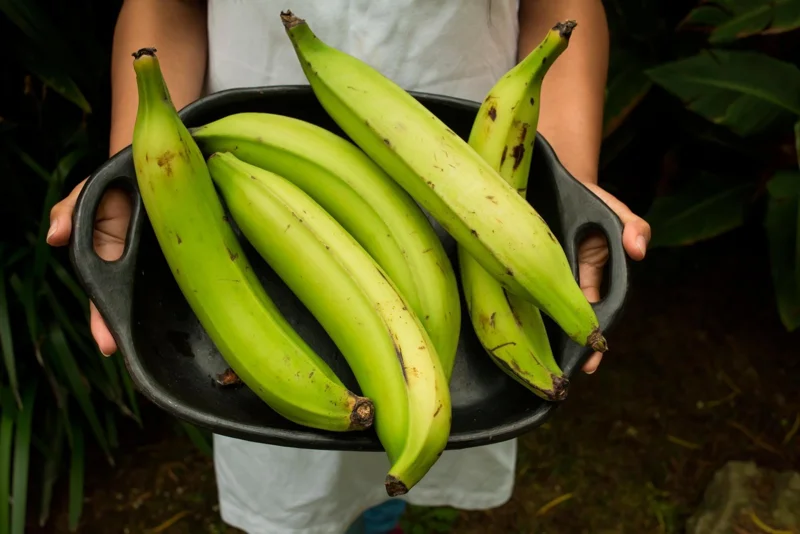 Plantain Live Fruit Plant - Musa paradisiaca - 10-18 inch Tall Seedling - Image 1