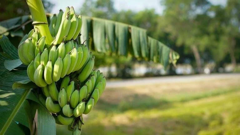 Plantain Live Fruit Plant - Musa paradisiaca - 10-18 inch Tall Seedling - Image 2