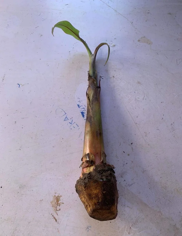 Plantain Live Fruit Plant - Musa paradisiaca - 10-18 inch Tall Seedling - Image 4
