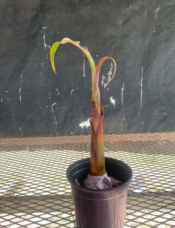 Plantain Live Fruit Plant - Musa paradisiaca - 10-18 inch Tall Seedling - Image 5