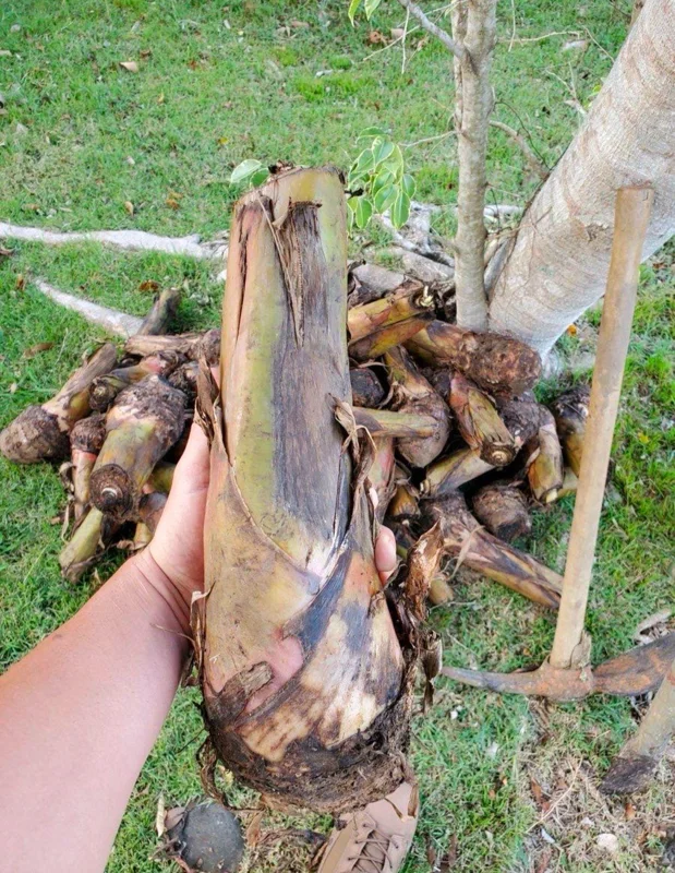 Plantain Live Fruit Plant - Musa paradisiaca - 10-18 inch Tall Seedling - Image 6