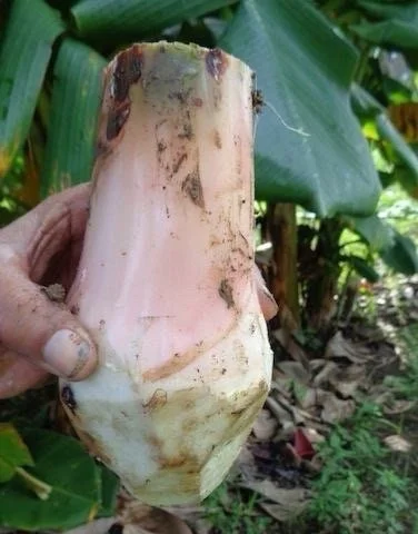 Plantain Seeds Musa Sapientum - Grow Your Own Tropical Banana Plant - Image 2