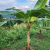 Plantain Seeds Musa Sapientum - Grow Your Own Tropical Banana Plant - Image 1