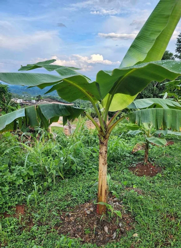 Plantain Seeds Musa Sapientum - Grow Your Own Tropical Banana Plant - Image 1