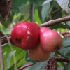 Pomarosa Wax Jambu Live Fruit Tree (Syzygium Jambos) - 1-2ft Tall Outdoor Plant - Image 1