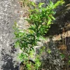 Pomegranate Tree Live Plant - Punica granatum, 2-3ft Tall Tropical Fruit Tree - Image 1