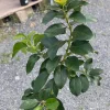 - Image 1