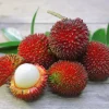 Pulasan Live Fruit Tree (Nephelium mutabile) - 30-38 inches Tall - Image 1