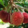 Pulasan (Nephelium mutabile) Live Fruit Tree 10-16 inch - Sweet & Juicy - Image 1