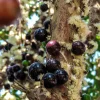 Purple Jaboticaba Live Fruit Tree – Plinia Cauliflora – 14-20 inch Tall - Image 1