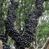 Purple Jaboticaba Live Fruit Tree (Plinia Cauliflora) 14-24 inch - Image 1