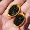 Randia Formosa Live Plant - Blackberry Jam Fruit Tree - 10-12 inches Tall - Image 1