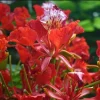 Red Flamboyan Tree - Royal Poinciana Live Plant, Delonix Regia, 1ft Tall, Outdoor Tropical - Image 1
