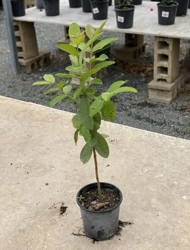 Red Guava Live Fruit Tree - Psidium guajava - 2-3 ft Tall - Tropical Guayaba Plant - Image 2