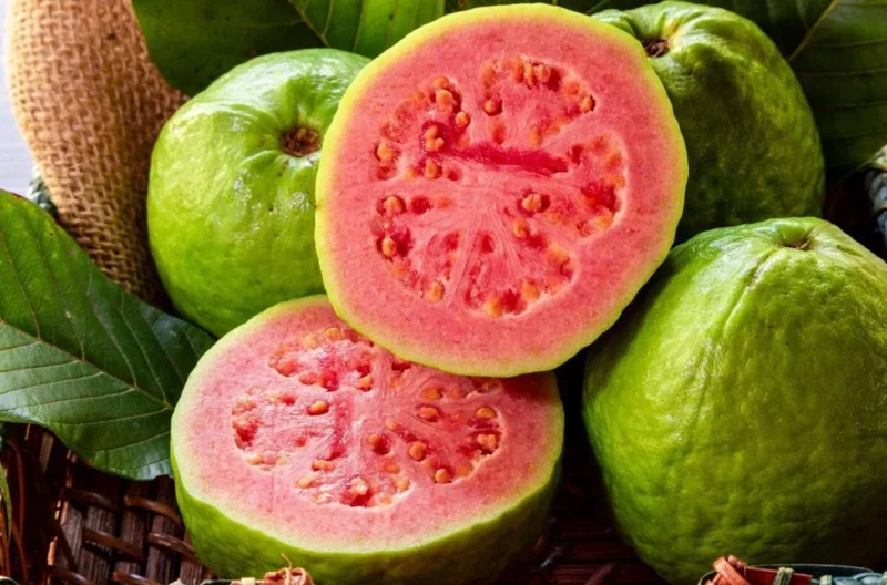Red Guava Live Fruit Tree - Psidium guajava - 2-3 ft Tall - Tropical Guayaba Plant - Image 3