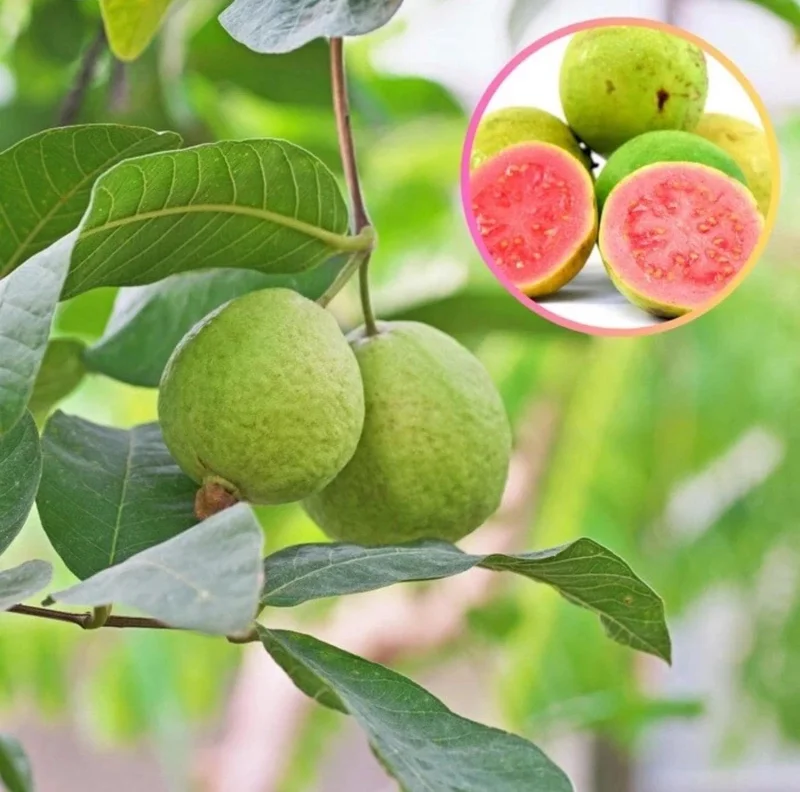 Red Guava Live Fruit Tree - Psidium guajava - 2-3 ft Tall - Tropical Guayaba Plant - Image 4