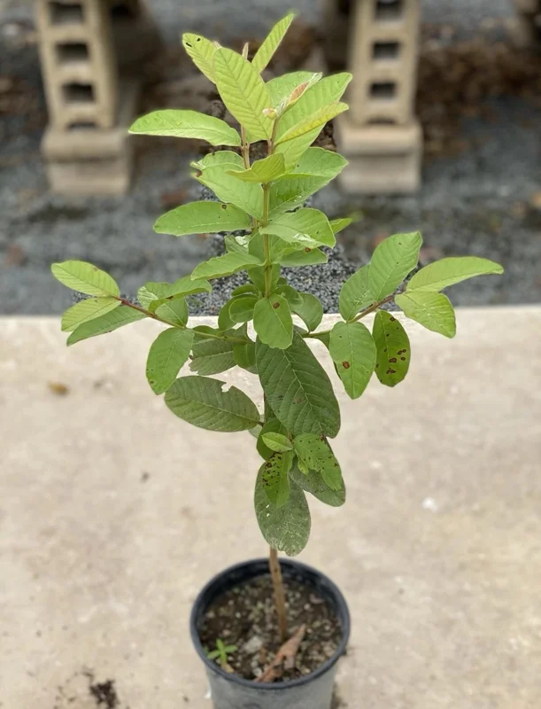 Red Guava Live Fruit Tree - Psidium guajava - 2-3 ft Tall - Tropical Guayaba Plant - Image 5