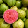 Red Guava Live Fruit Tree - Psidium guajava - 2-3 ft Tall - Tropical Guayaba Plant - Image 1