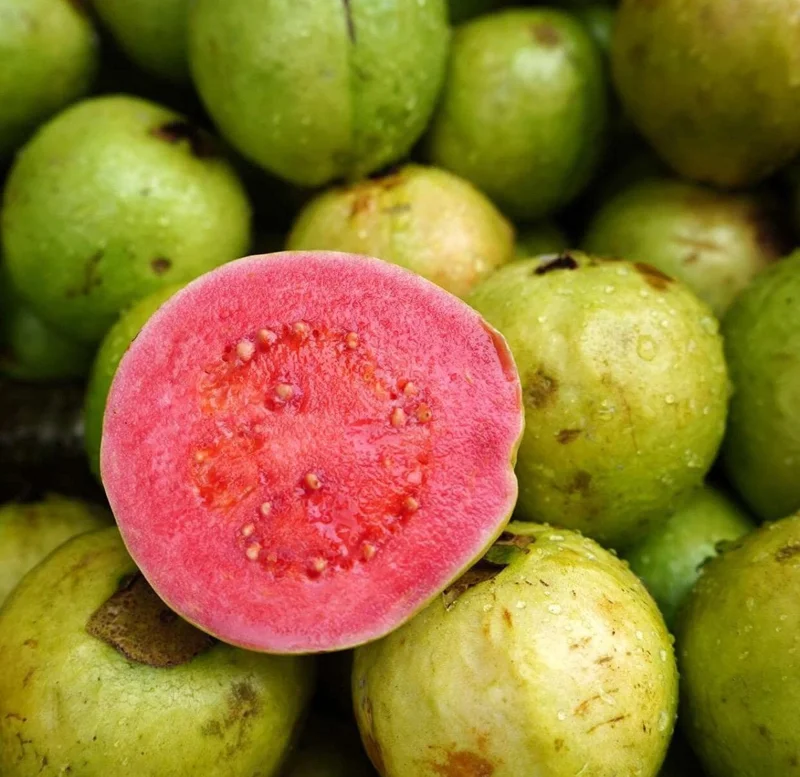 Red Guava Live Fruit Tree - Psidium guajava - 2-3 ft Tall - Tropical Guayaba Plant - Image 1