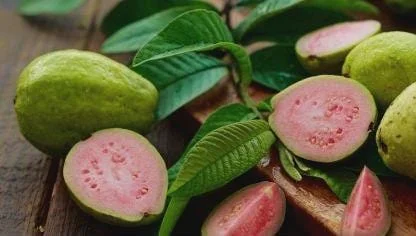 Red Guava Peach Tree (Guayaba Pera Roja) Live Plant - Tropical Fruit Tree - Image 2