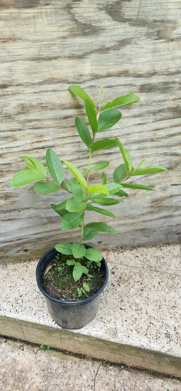 Red Guava Peach Tree (Guayaba Pera Roja) Live Plant - Tropical Fruit Tree - Image 3
