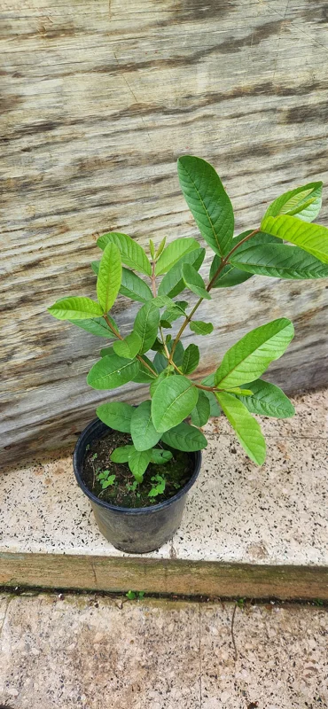 Red Guava Peach Tree (Guayaba Pera Roja) Live Plant - Tropical Fruit Tree - Image 1