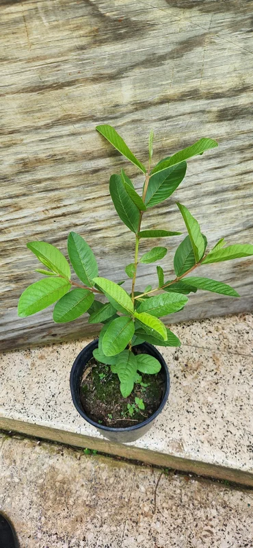 Red Guava Peach Tree (Guayaba Pera Roja) Live Plant - Tropical Fruit Tree - Image 4