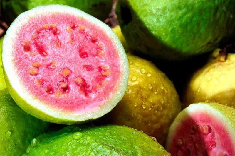 Red Guava Peach Tree (Guayaba Pera Roja) Live Plant - Tropical Fruit Tree - Image 5