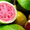 Red Guava Peach Tree (Guayaba Pera Roja) Live Plant, 3-4 ft Tall - Image 1